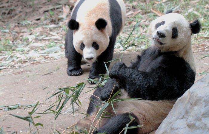 China sent two pandas to the USA.