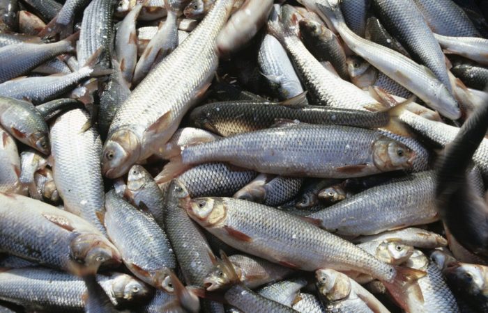 The EU will demand London’s access to fishing waters.