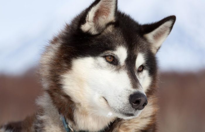 Italian senators were allowed to come to work with dogs